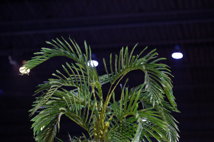 畅享AEG动漫官网在线观看，尽览精彩动漫世界