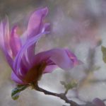 畅享YY漫画官方登录界面,免费入口轻松获取 jv07cs