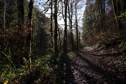 畅享bhhjbbj音乐在线观看，感受无限音乐魅力