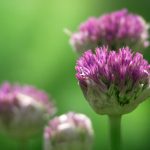 秘密教学在线阅读免费全集无删减版:畅享完整剧情与精彩细节 rs47q1v80