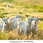 畅享中文在线免费一区,尽情探索丰富资源 u50eclz