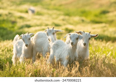 畅享中文在线免费一区，尽情探索丰富资源