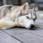 畅享9 1视频在线观看一区二区,尽情体验高清视听盛宴 xb346rphl