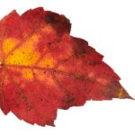 秘密教学在线阅读免费全集txt下载与分享 yuvzmonx3i