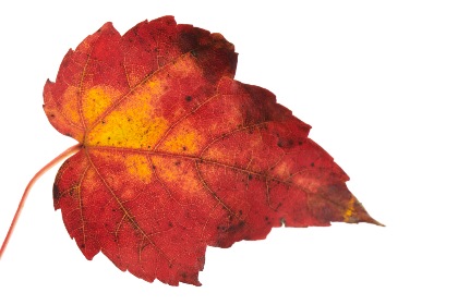 秘密教学在线阅读免费全集txt下载与分享