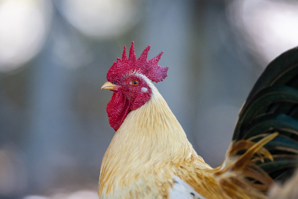 第一大弟子 漫画柜：探索修仙世界的奇幻冒险与成长之路